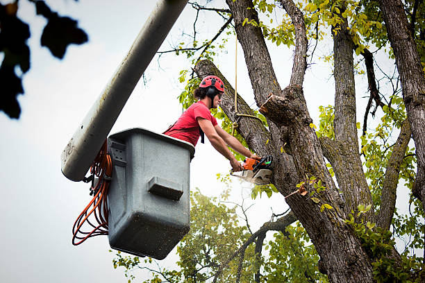 Professional Tree Care  in Elyria, OH